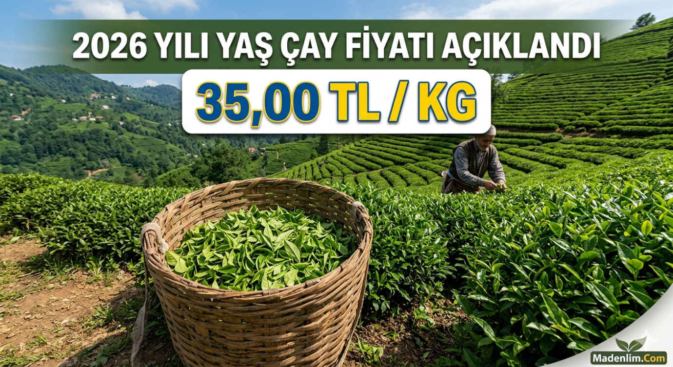 2026 Yılı Yaş Çay Fiyatı Açıkladı