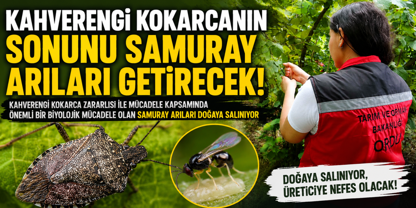 Kahverengi Kokarcanın Sonunu Samuray Arıları Getirecek