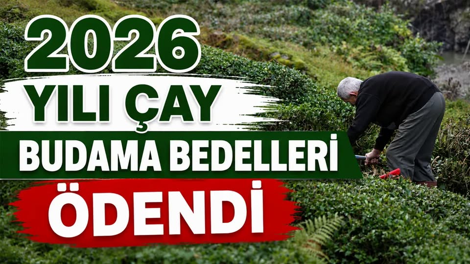 ÇAYKUR: Budama Bedelleri Bugün Hesaplara Aktarılacak