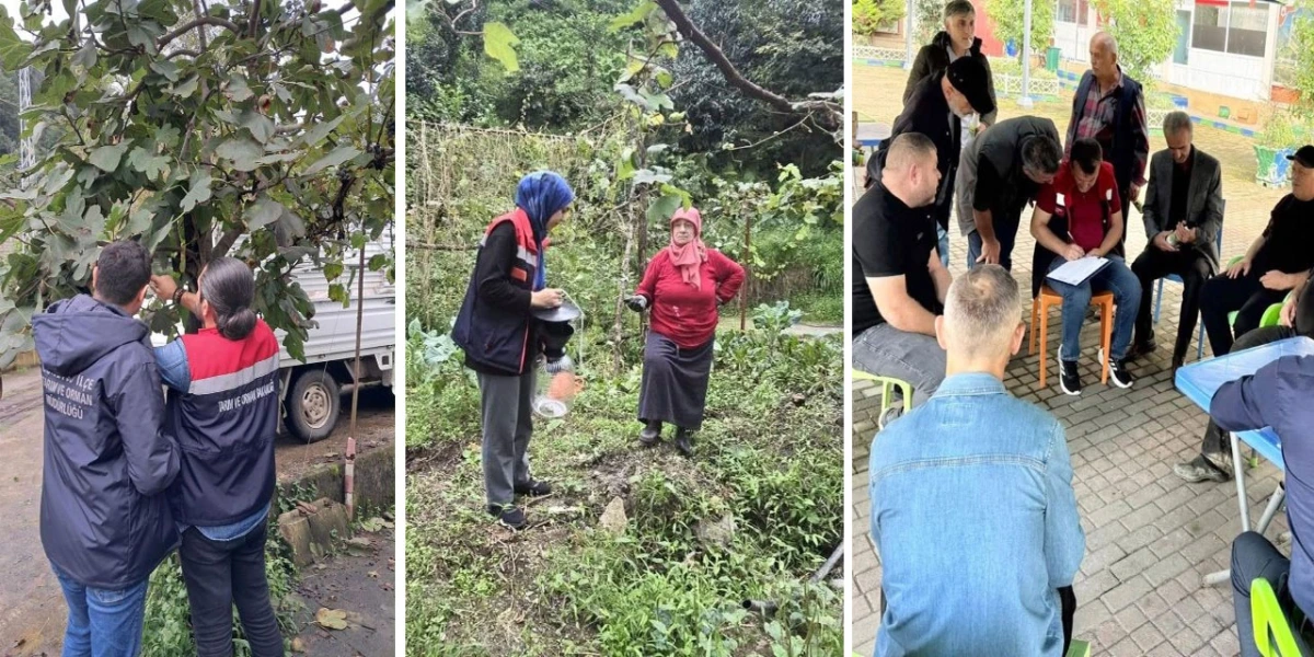 Rize'de Kahverengi Kokarca Kışlak Mücadelesi Başladı